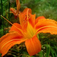 С ДНЕМ ФОТОГРАФА! :: Елена Семигина