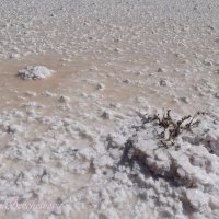 Природа Крыма :: Amazing Cosmea