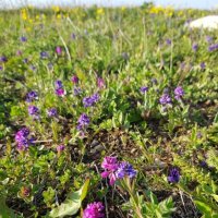 АЛЬПИЙСКИЕ ЛУГА ЛАГОНАКИ :: Tata Wolf