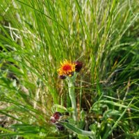 АЛЬПИЙСКИЕ ЛУГА ЛАГОНАКИ :: Tata Wolf