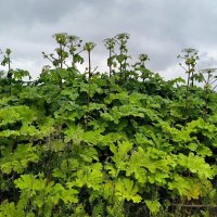 Враг полей! :: Ольга 