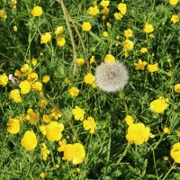 Лето :: Ольга Лето :: Ольга