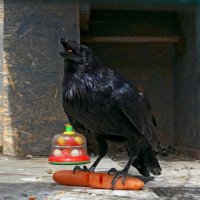 Вкусный десерт :: Ольга Вкусный десерт :: Ольга