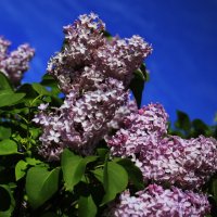 Сиреневый вечер .. :: Татьян@ Ивановна