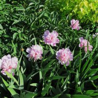 Ах, июнь ! :: Елена Шаламова