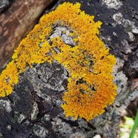 лесное :: Елена Шаламова