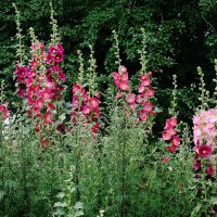 Мальва :: Рита Симонова