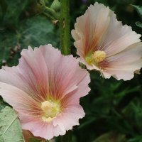 Мальва :: Рита Симонова