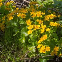 Краски весны. Калужница болотная. :: Алексей Трухин Краски весны. Калужница болотная. :: Алексей Трухин