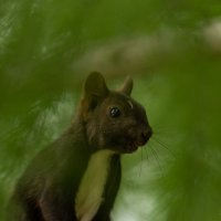 1 :: Сергей Флетчер