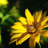 пока светит солнце... :: Александр Герасенков