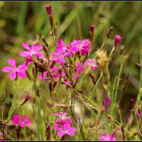 *** :: Aleksandr Gal *** :: Aleksandr Gal