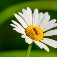 Ромашка... :: Влад Никишин