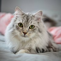Норвежская лесная кошка :: Александр 