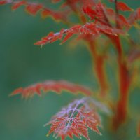 *** :: Яна Горбунова