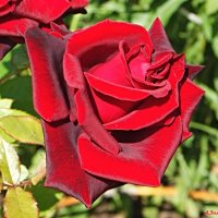 Яркого и красочного лета всем! :: Андрей Заломленков