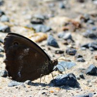 Потянуло  на  солёненькое :: Геннадий Супрун