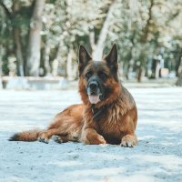 Гав :: Aleksey Zaikin