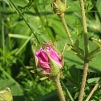 Бутоны роз :: Freddy 97