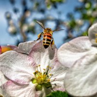 Анапа. Весна ;-) :: Алексей Пышненко