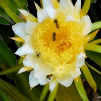 Осы за работой. :: Валерьян Осы за работой. :: Валерьян