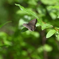 Бархотница :: Ольга 