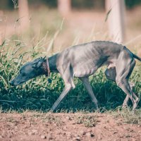 Породу подскажите :: Aleksey Zaikin