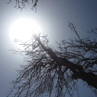 Запуталось в ветвях :: Натали 