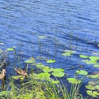 река Рощинка. :: Ольга 