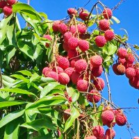 Пурпурное на голубом... Урожай личи :: Надя Кушнир