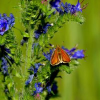 из снятого вчера 3 :: Александр Прокудин