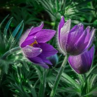 *** :: Наталья Rosenwasser