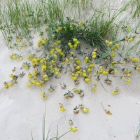 море :: марта Камушкина