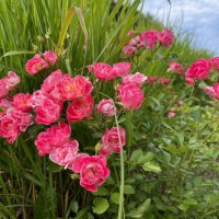 Розы :: Александр Конов