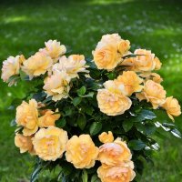 Розы :: Александр Конов