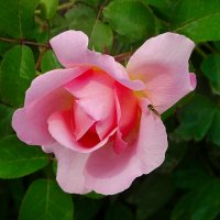 О красоте цветов. :: Милешкин Владимир Алексеевич О красоте цветов. :: Милешкин Владимир Алексеевич