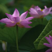 Лотосы :: Эдуард Куклин