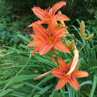 Ли... :: Елена Семигина Ли... :: Елена Семигина