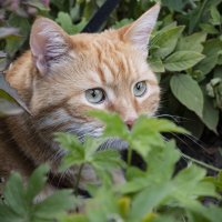 В засаде... :: Надежда Парфенова В засаде... :: Надежда Парфенова