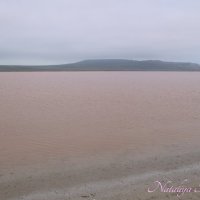 Природа Крыма :: Amazing Cosmea