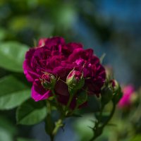 Летнее настроение.... :: Sergey (Apg)