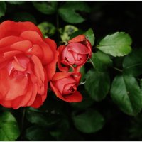 РОЗА... :: Elvira E. 