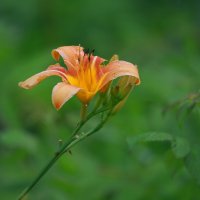 про лето яркое цветущее :: Andrey Bragin 