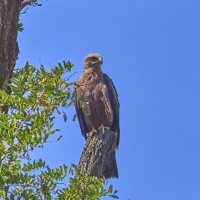 Коршун... :: Александр Посошенко