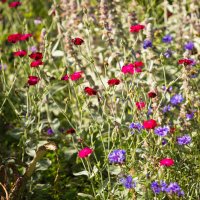 Цветочное... :: Nyusha .