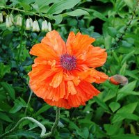 Мак :: Рита Симонова