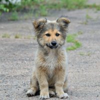 Такой милашка у нас на работе появился ... :: Евгений Хвальчев