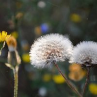 Сильная жара, только такая красота радует... :: Надежда Куркина 