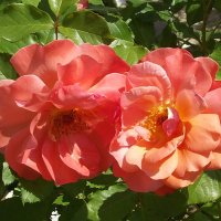 Розы :: Freddy 97