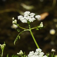 цветы :: ИННА ПОРОХОВА цветы :: ИННА ПОРОХОВА